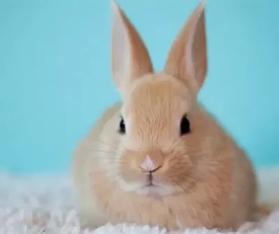 Cruelty-Free Products | Skin Whitening beauty Products